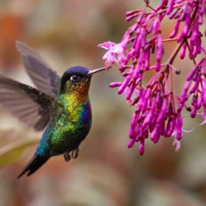 photo of hummingbird