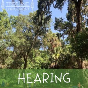 hearing sensory system image of trees