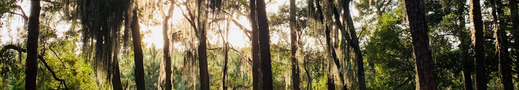 image of Treeline woods