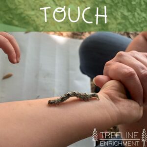 touch sensory system image of insect on skin