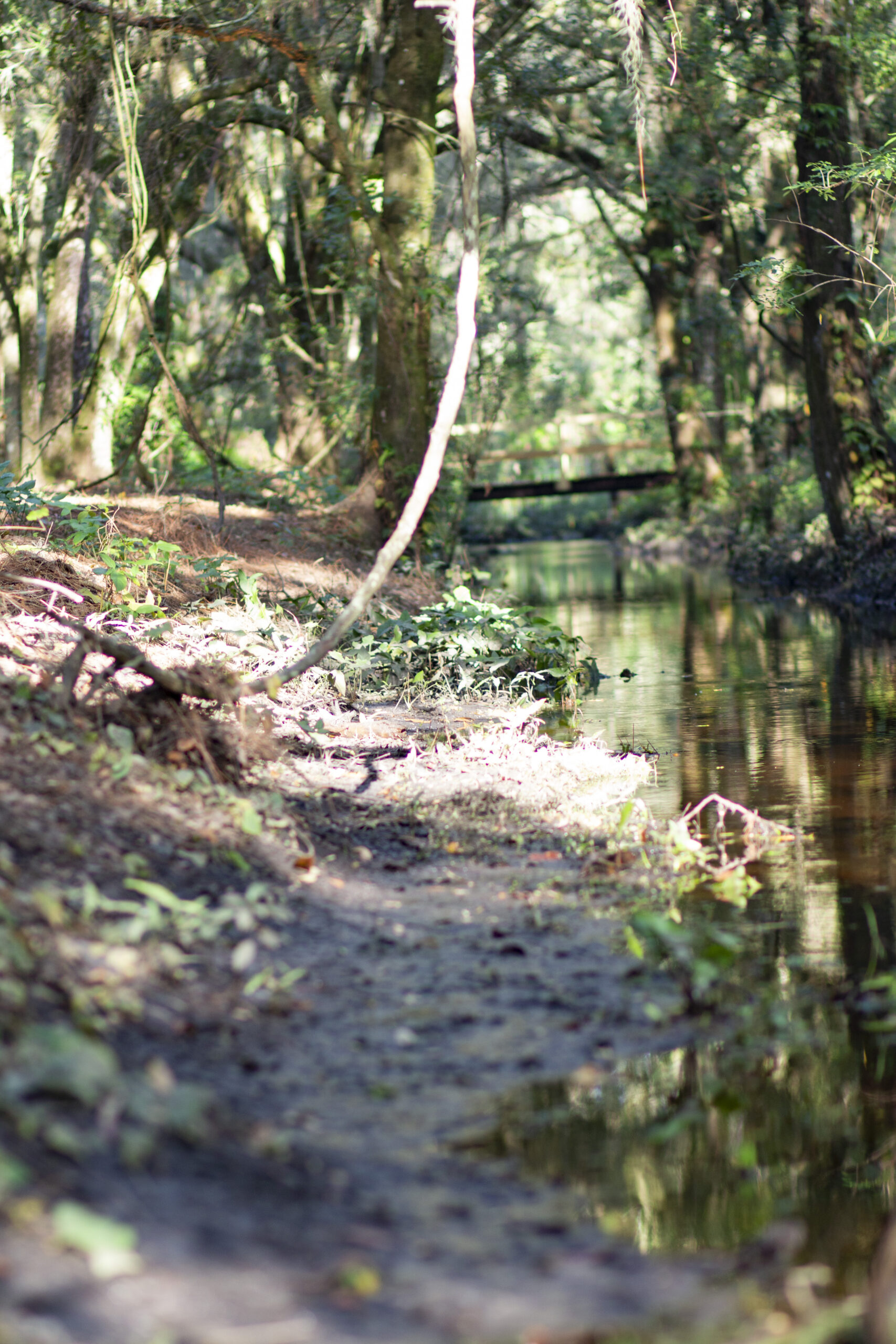 image of Hallow Creek, a seasonal creek at Treeline Enrichment
