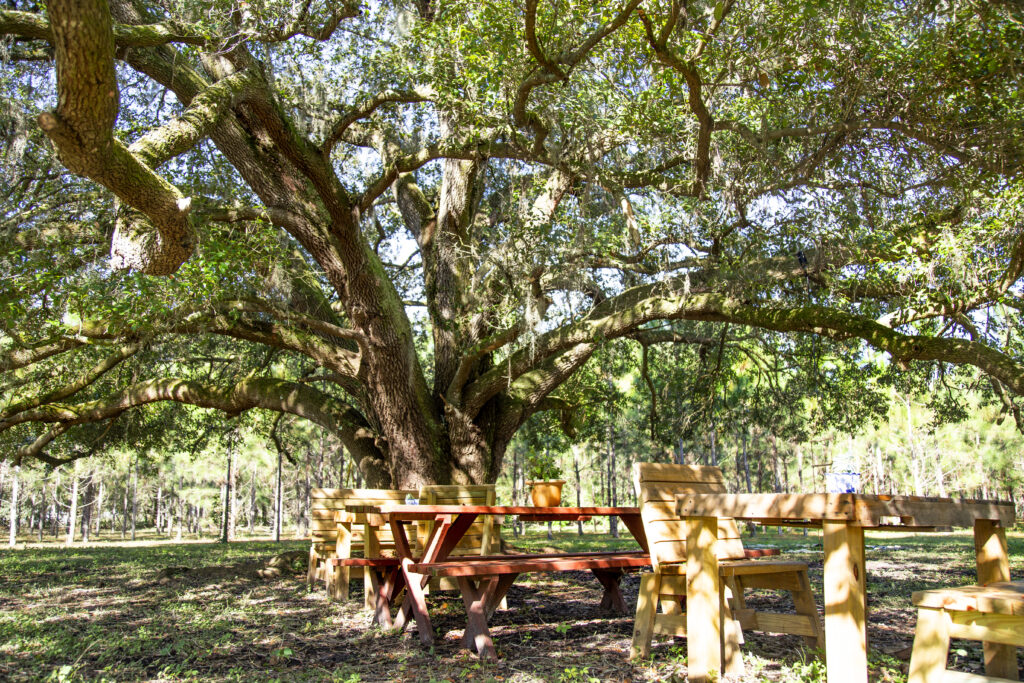 Image of the Grand Oak Tree and picnic tables at Treeline Enrichment