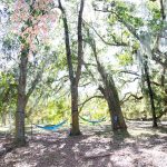Treeline Site - hammocks under oak trees