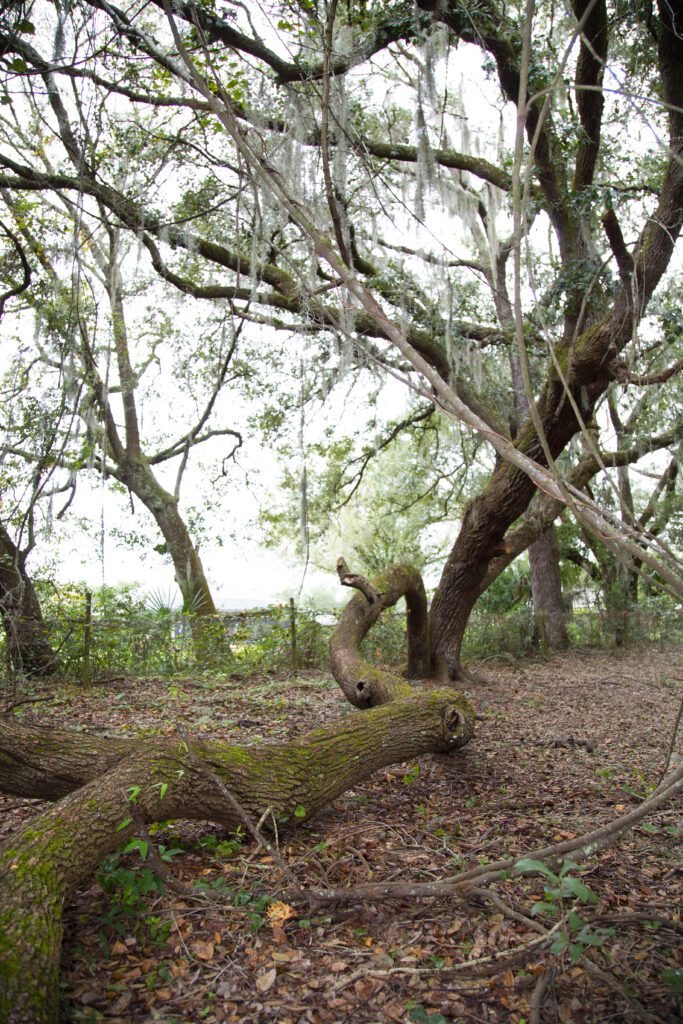 an image of Oak Hammock area at Treeline Enrichment