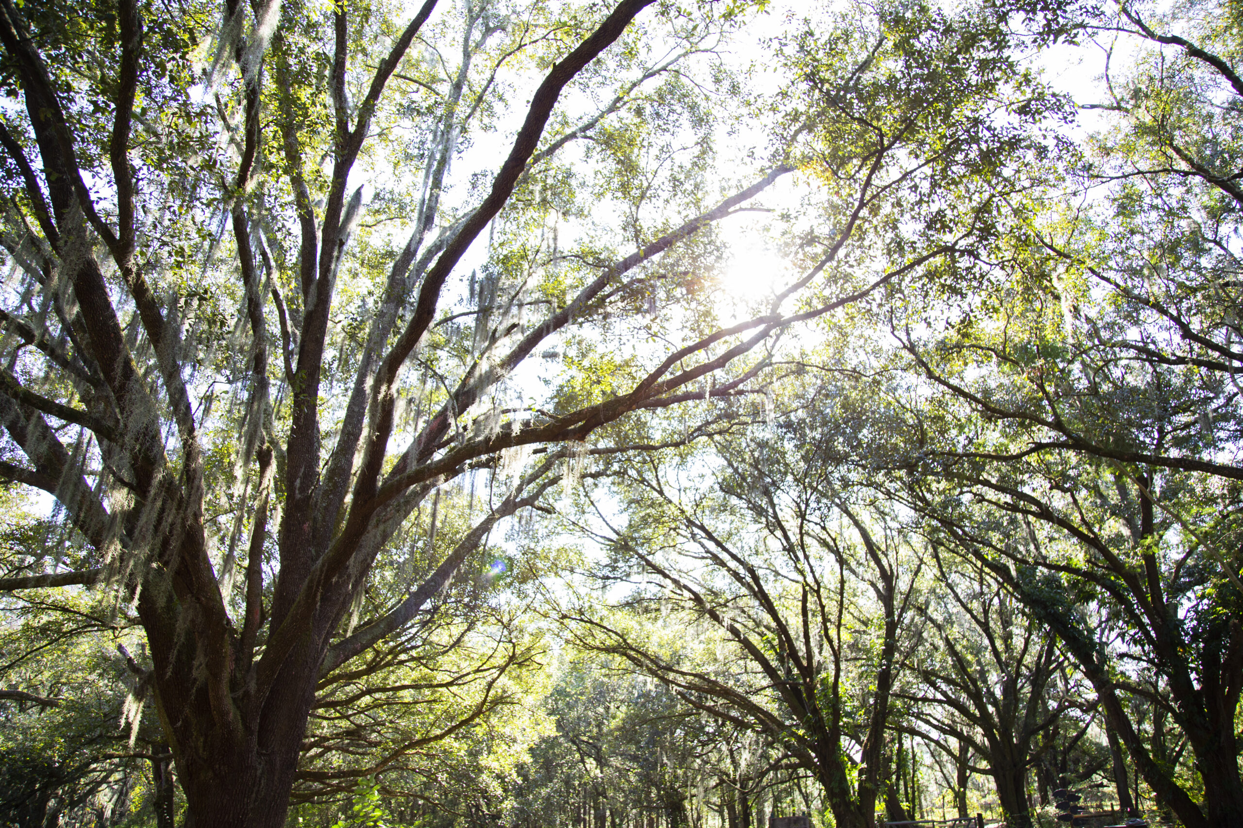 Treeline parking area