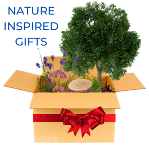 nature inspired gift guide: box with nature items inside