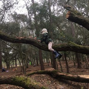 child climbing tree