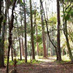 image of the ridge in the front play area at Treeline Enrichment