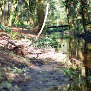 Treeline site - seasonal creek