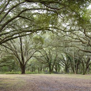 Treeline parking field