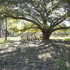 Treeline site, grand oak tree with picnic tables