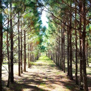 Treeline site - rows of Pine trees